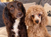Cockapoo