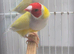Gouldian finches for sale