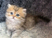 Stunning Golden Shaded Persian KittenTeddy Bear