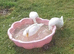 Hatching Eggs Aylesbury Ducks