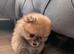 Beautiful Pomeranian Female Puppies Available ️