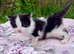 Absolutely gorgeous kitten boy!