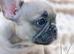 KC French Bulldog Puppies Lilac, Black Tan, Fawn
