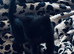 2 black kittens ready now.