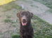 Chocolate Lab STUD!!