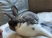 Beautiful male Netherland dwarf x mini lop boy - 2 years old