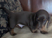 Dachshund