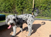 Blue merle cockapoo for stud