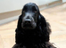 F1 Show Line Cockapoo Puppies ️READY NOW️