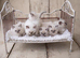 Stud Ragdoll Blue point and chocolate carrier