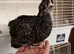 Olive Egger Unsexed grower 1 left