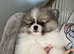 Male Pomeranian