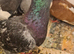 Beauty of a bird