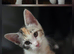 Mixed Breed kittens for sale