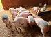 Saddleback cross Welsh weaners
