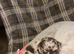 Tiny miniature dachshund