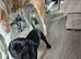 Female dashound x Jack Russel puppy