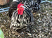 Black mottled pekin hatching eggs