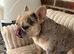 Blue merl French bulldog girl