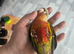Ringnecks pairs and handreared birds