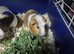 2 male guinea pigs
