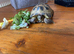 Horsfield Tortoise
