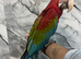 Young Friendly HandReared Super Tame Cuddly Greenwing Macaw Parrot