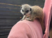 Baby meerkats