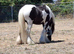 Sweet handsome 14,2hh gypsy cob