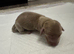 Miniature dachshund puppies Long haired