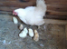 Broody hen and 6 chicks