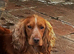Proven Cocker Spaniel