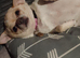 Chihuahua girl for sale