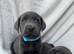 KC Labrador Puppies