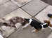 Jack 3Russel lilac & Chocolate Merlel for Stud