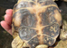 2 Horsfield Tortoises