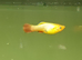 Two female platys free to good home