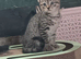 Bengal kittens rare colours