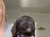 Now only 1 Cockerpoo puppy available