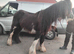 6 year old cob mear