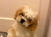 Cavachon ONE GIRL