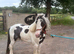 Tony The Pony