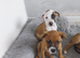 Red fox colour staffi puppies