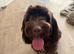 Nellie the sprockerpoo