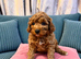 Mini cockapoo males