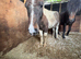3/4 year old colt