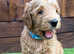 Sunning littler of Australian Double Doodles from Health screened parents