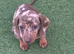 Miniature dachshund puppies