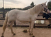 Cremello filly
