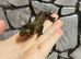 Chahouan Mossy Geckos at Birmingham Reptiles